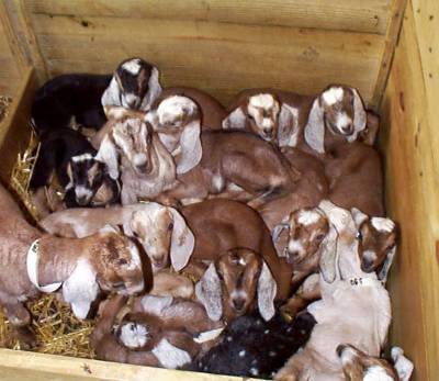 A box full of kids!
