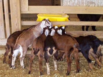 Large kid feeder