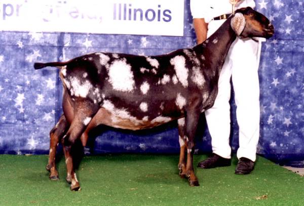 GCH Sunshine Design Sarah