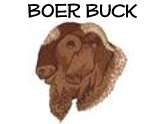 Boer Buck