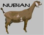 Nubian