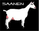 Saanen