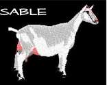 Sable