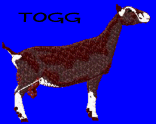 Toggenburg